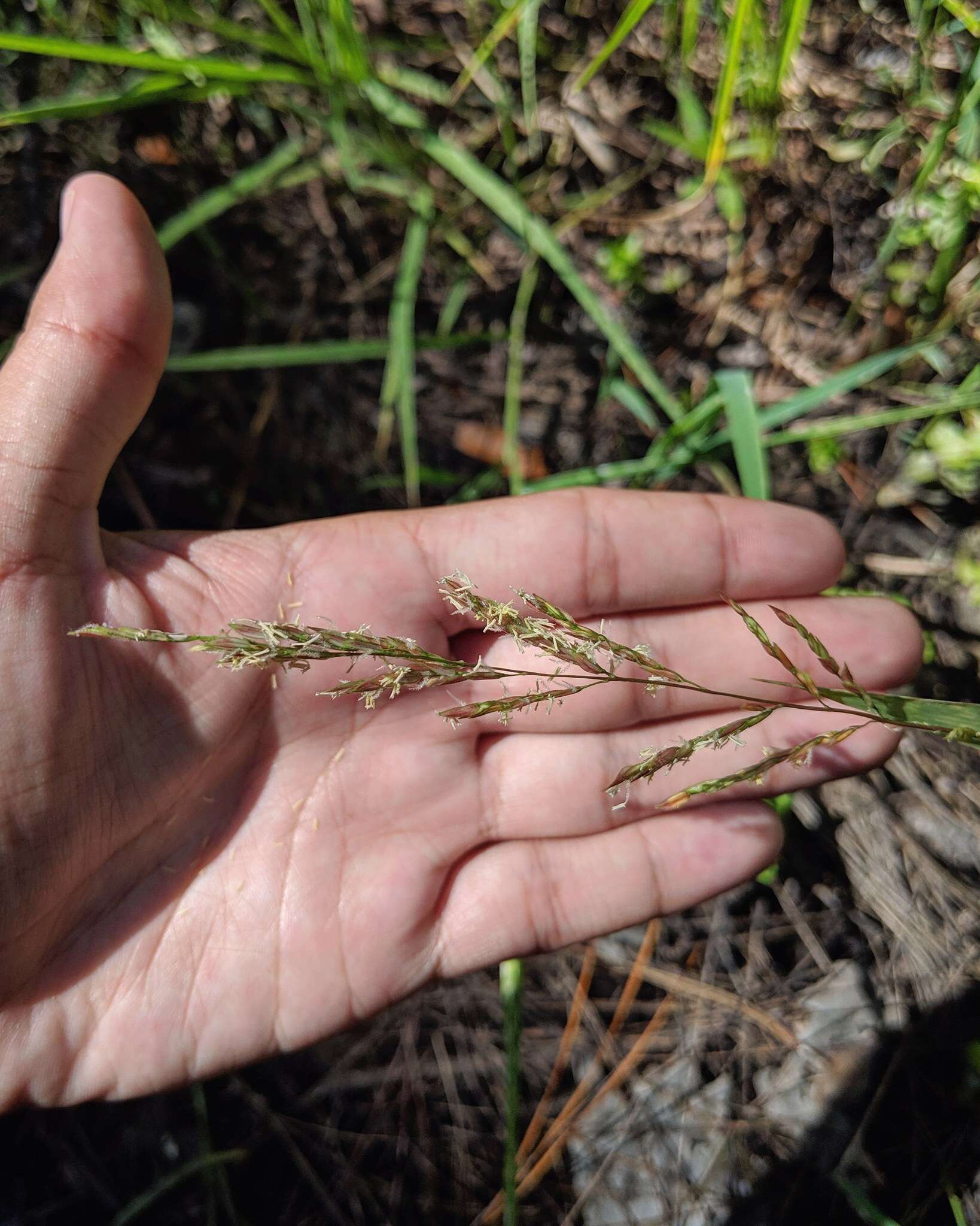 Image of southern cutgrass