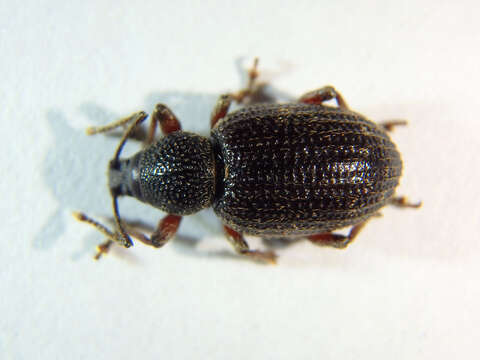 Image of Cribrate Weevil