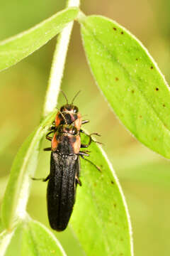 Image of Agrilus flohri (Waterhouse 1890)