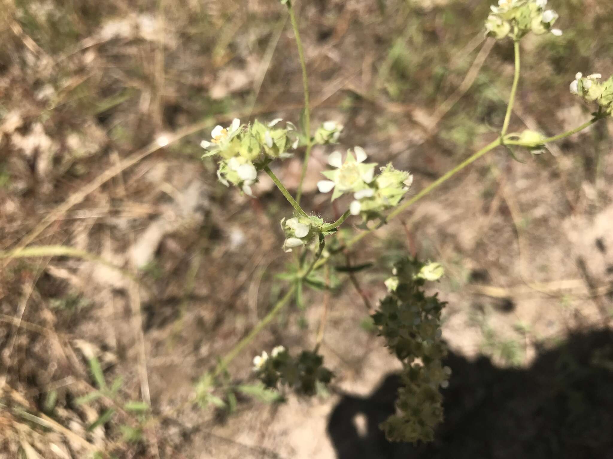 Image de Horkelia congesta subsp. nemorosa Keck