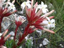 Crassula fascicularis Lam. resmi