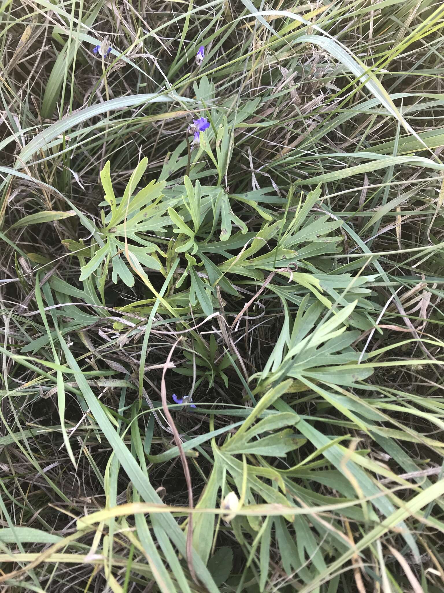 Image of prairie violet