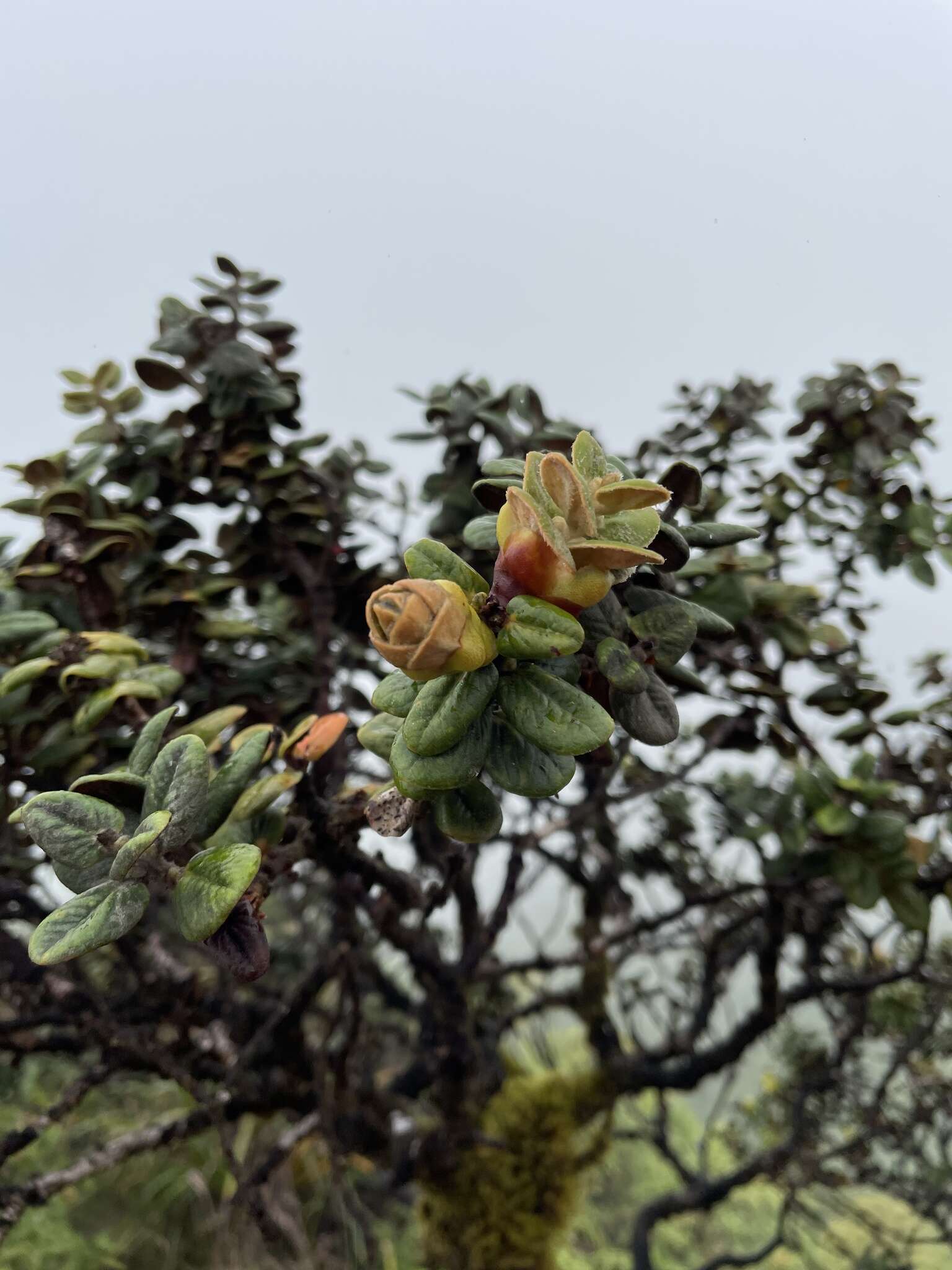 Image of Lehua Papa