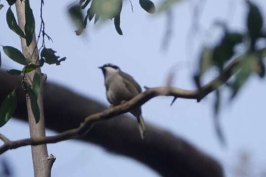 Image of Strong-billed Honeyeater