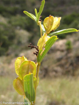 Imagem de Dioscorea hexagona Baker