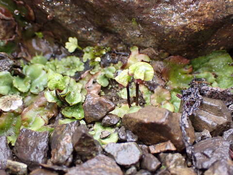 Image of Lindenberg's asterella