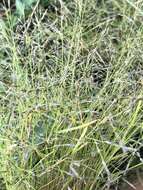 Imagem de Eragrostis pectinacea (Michx.) Nees