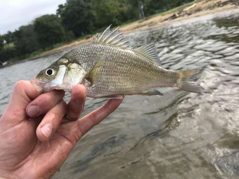 Image of White Perch