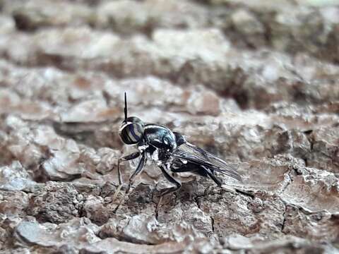 Image de Cyphomyia wiedemanni Gerstaecker 1857