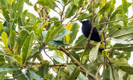 Image of Capped Conebill