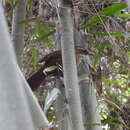 Image of Canebrake Groundcreeper