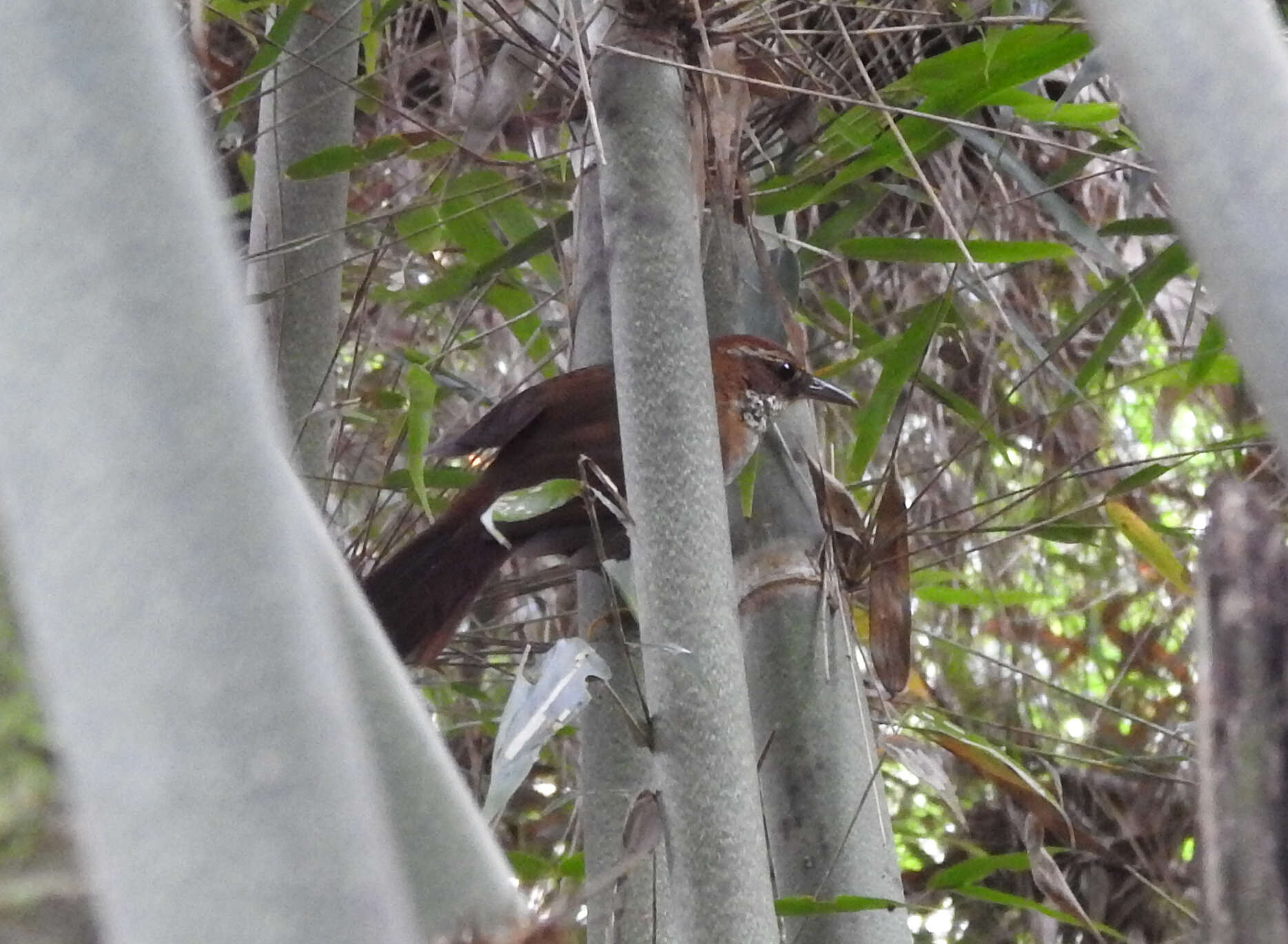 Clibanornis dendrocolaptoides (Pelzeln 1859)的圖片