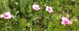 Image of Linum pubescens Banks & Solander