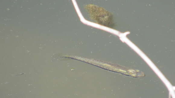 Image of Blackstripe Topminnow