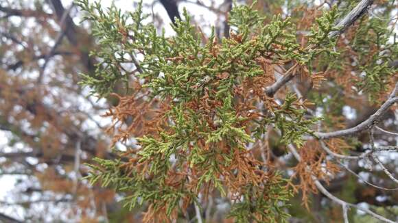 Image of Arizona Juniper