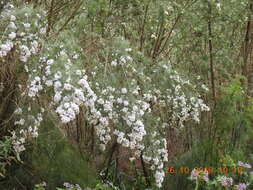 Image of Psoralea odoratissima Jacq.