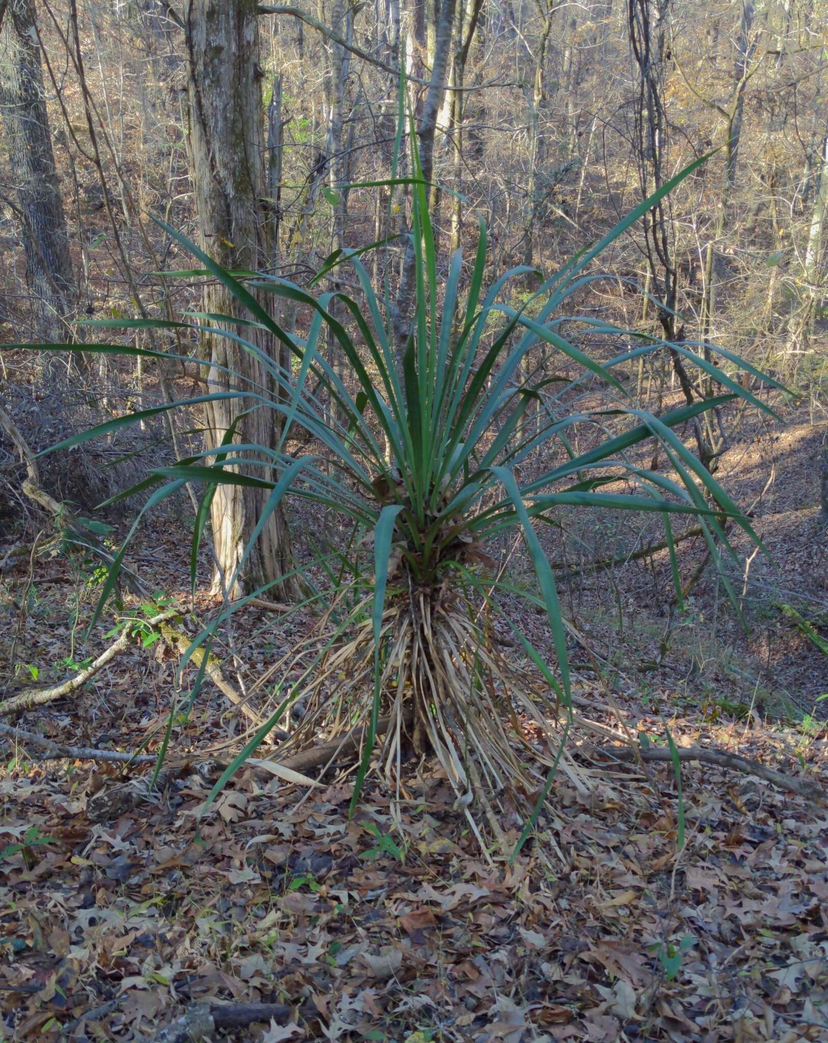 Image of curve-leaf yucca