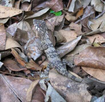 Plancia ëd Calotes liolepis Boulenger 1885