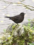 Turdus merula merula Linnaeus 1758的圖片