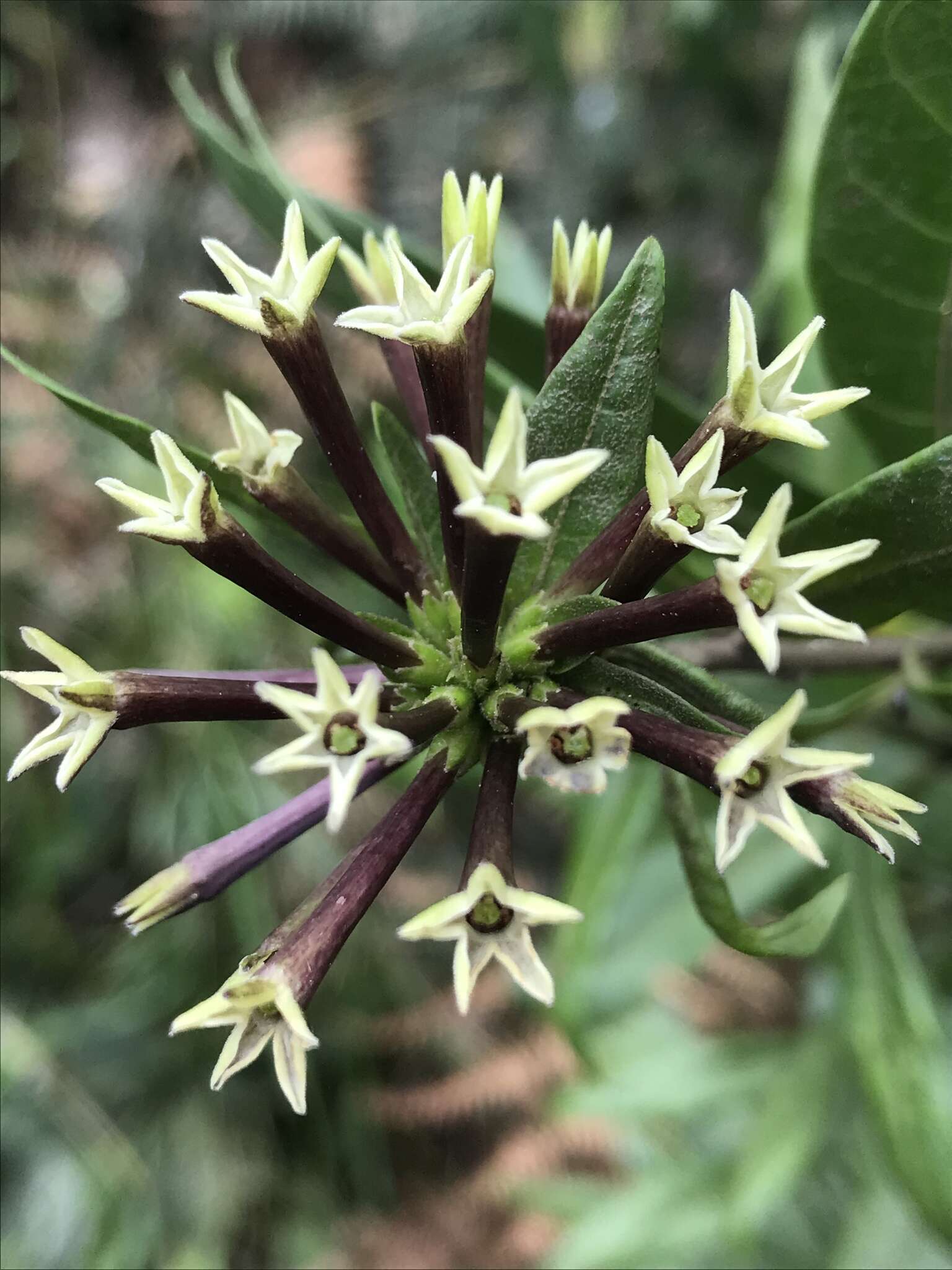 صورة Cestrum buxifolium Kunth