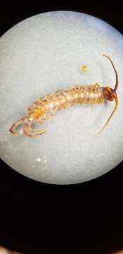 Image de Lithobius pilicornis Newport 1844