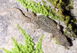 Слика од Hemiphyllodactylus chiangmaiensis Grismer, Wood & Cota 2014