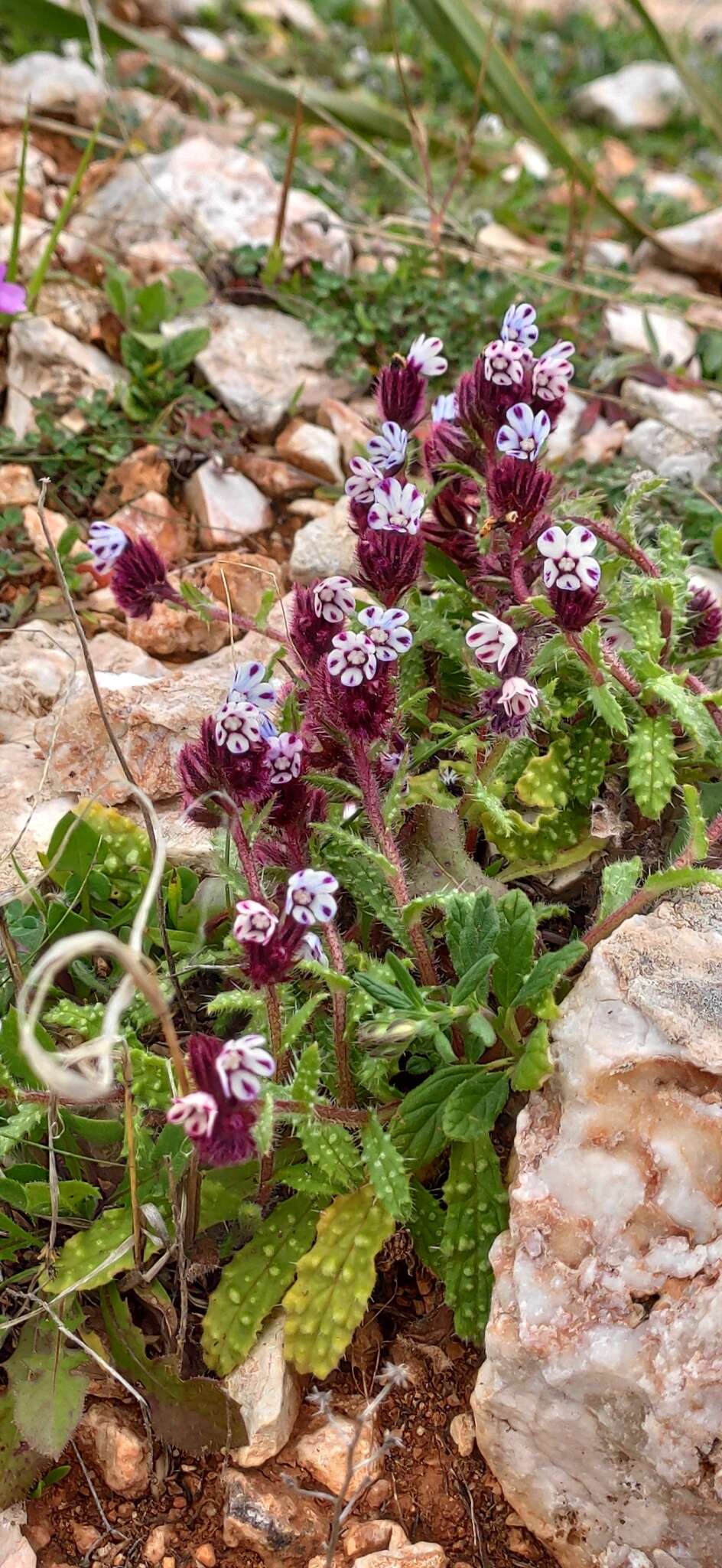 Image de Anchusella variegata (L.) M. Bigazzi, E. Nardi & F. Selvi