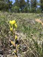 Слика од Castilleja kraliana J. R. Allison