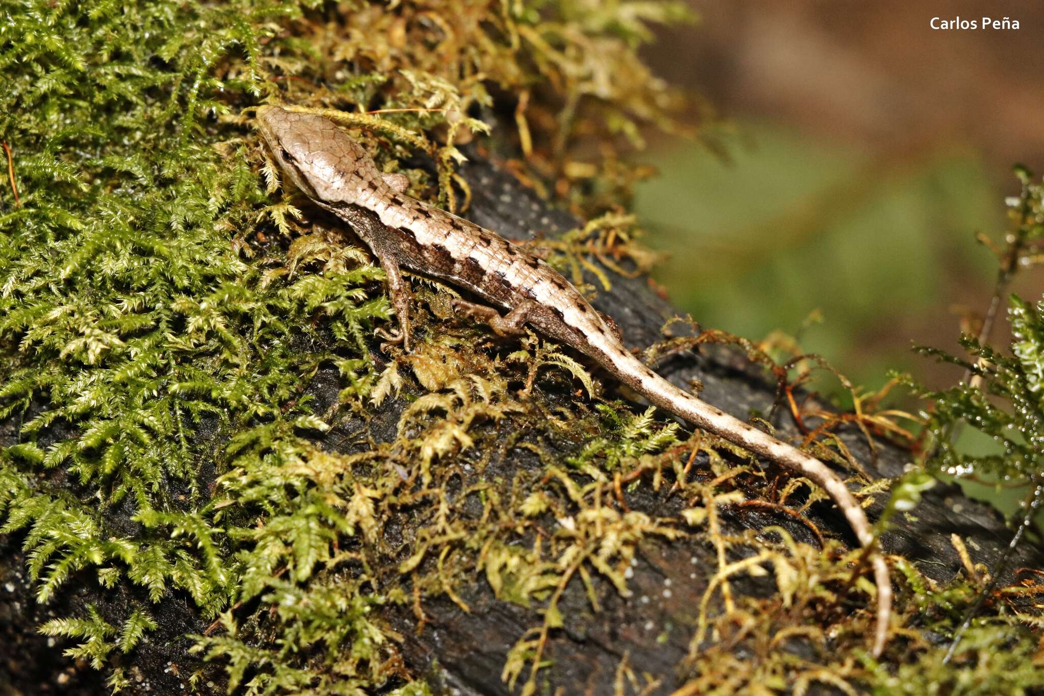 Image of MonteCristo Arboreal Alligator Lizard