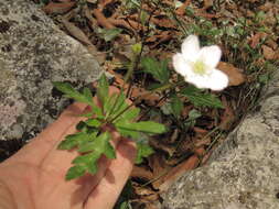 Image of Knowltonia mexicana (Kunth) Christenh. & Byng
