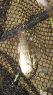 Image of Banded acara