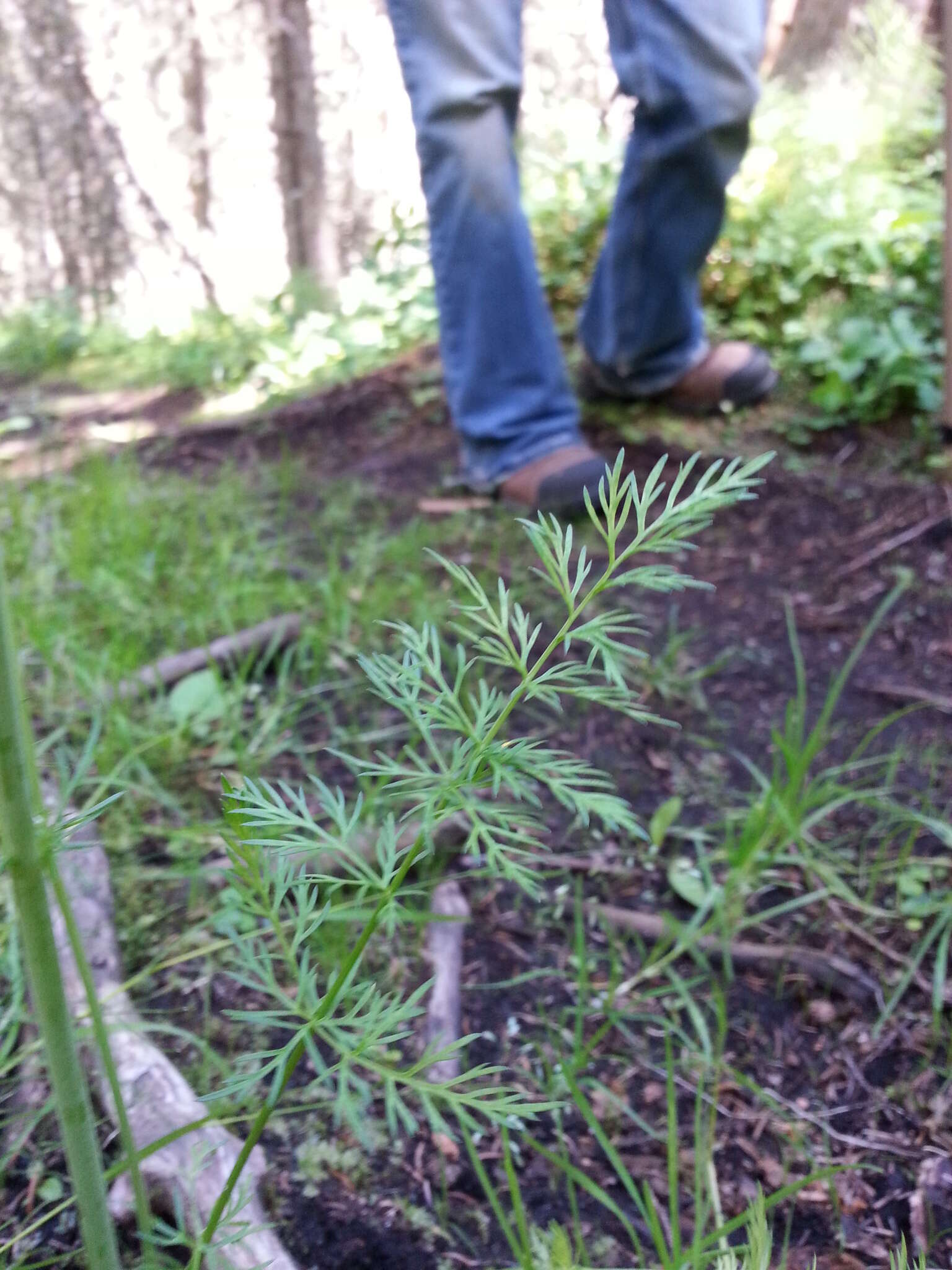 Image of caraway