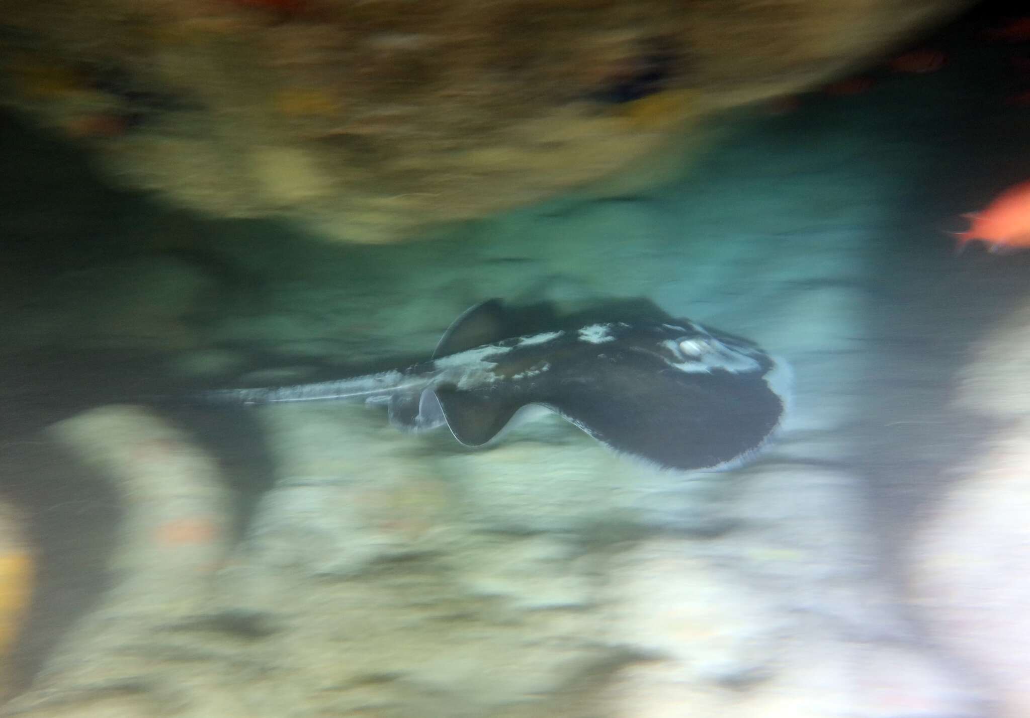 Image of Smalltooth stingray