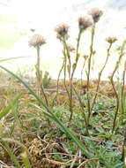 Image de Antennaria monocephala DC.