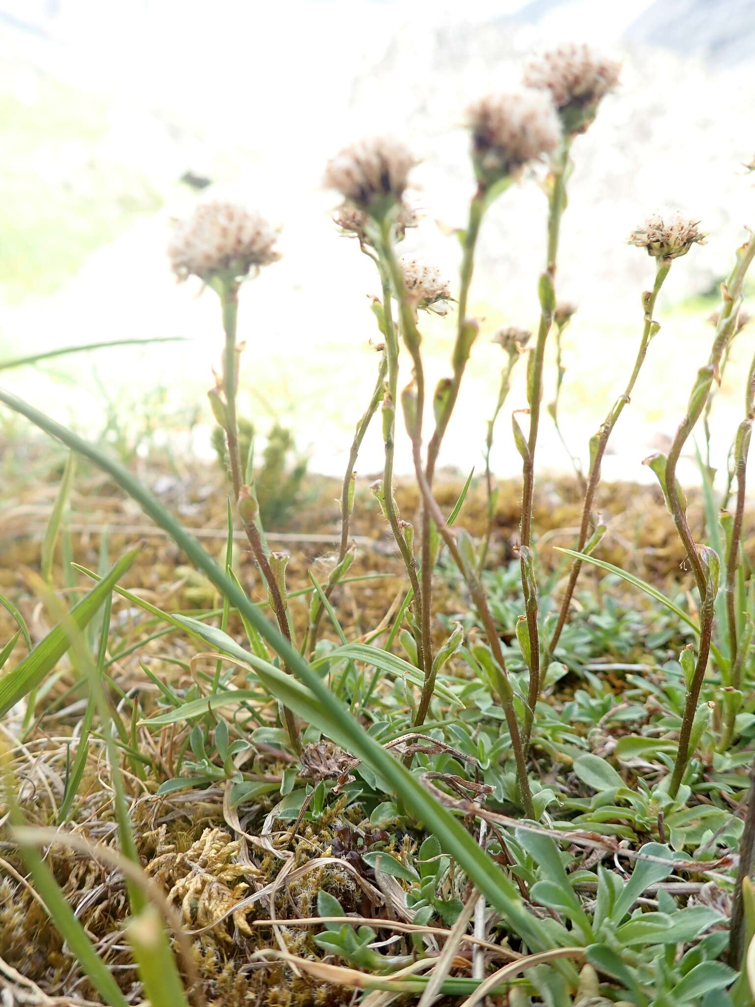 Image de Antennaria monocephala DC.