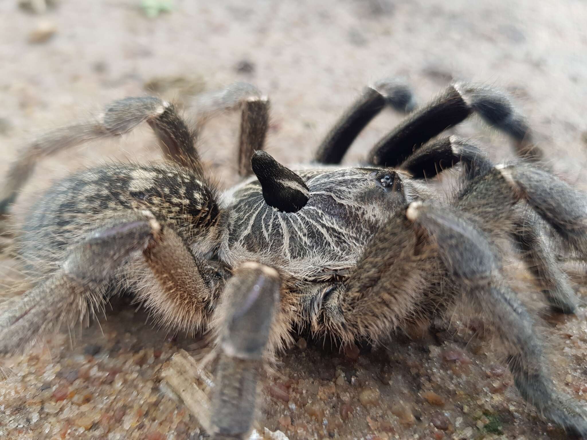 Image of Straight Horned Baboon Tarantula