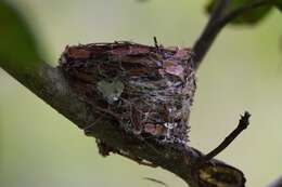 Image of Bates's Paradise Flycatcher