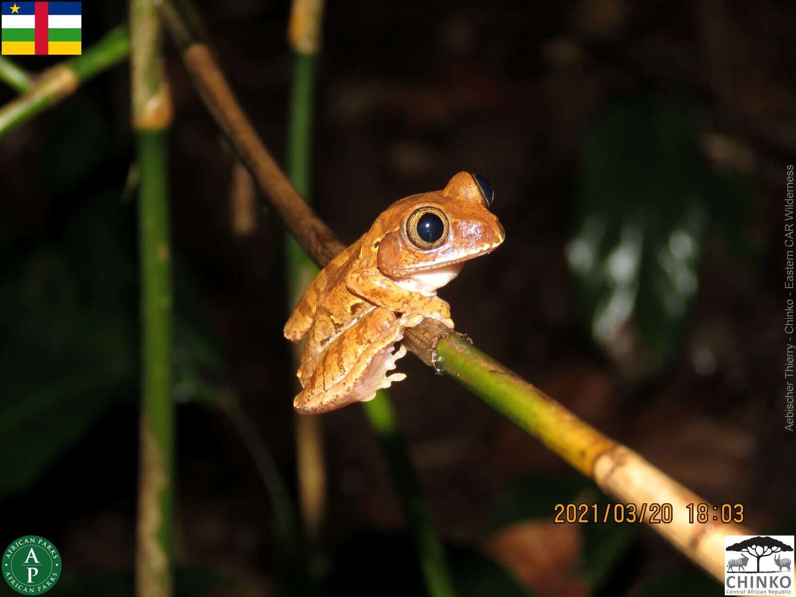 Image of Rusty Forest Treefrog