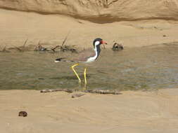 Image of Red-wattled Lapwing