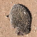 Image of Daurian Hedgehog