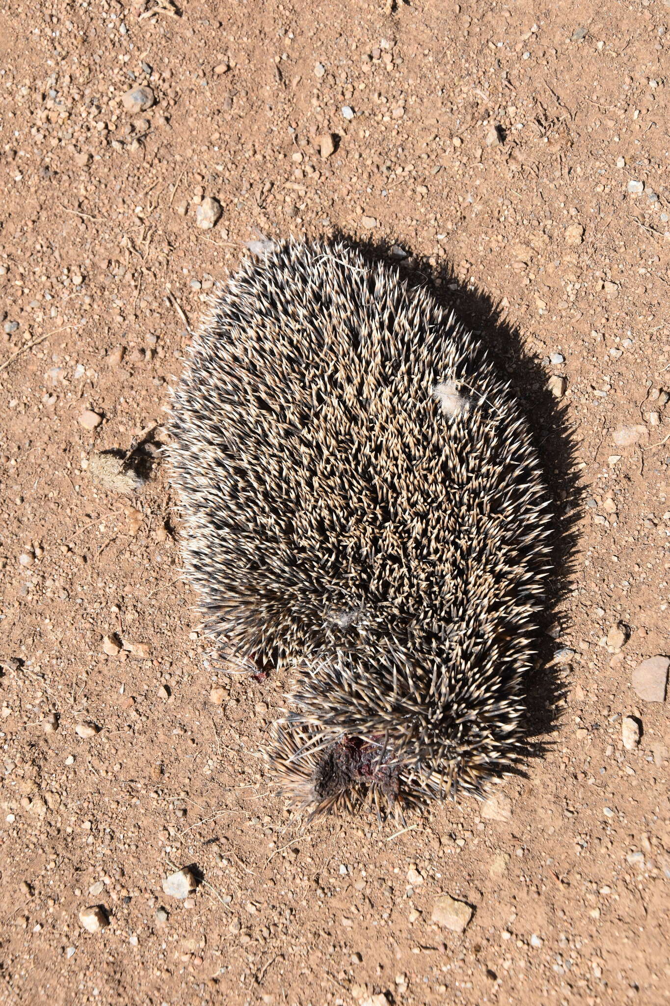 Image of Daurian Hedgehog