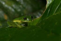 Image of Burrowes' Giant Glass Frog