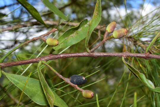 Dendropemon constantiae Krug & Urb.的圖片