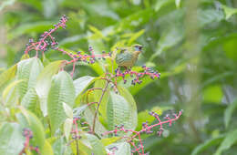 Image of Short-billed Honeycreeper