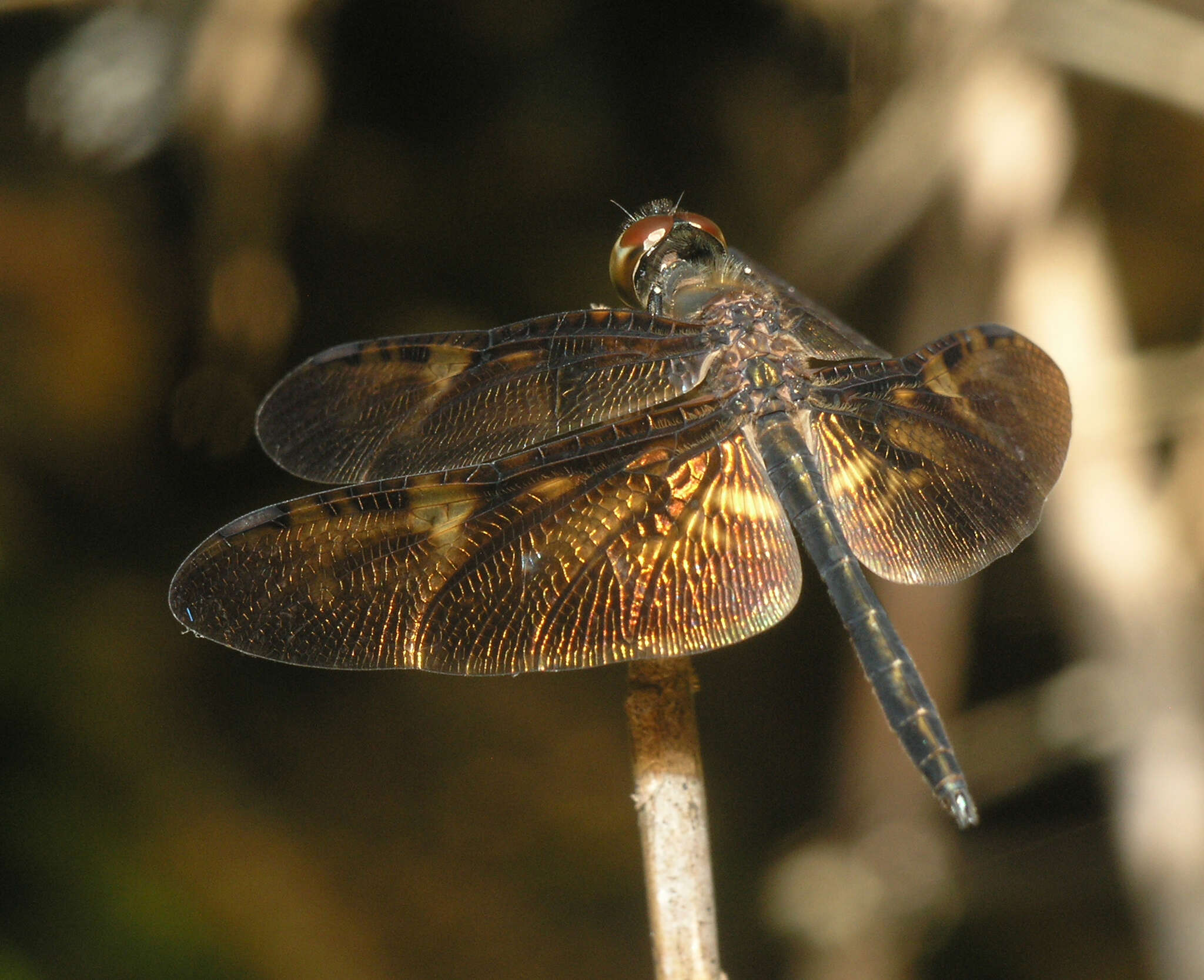 Слика од Rhyothemis obsolescens Kirby 1889