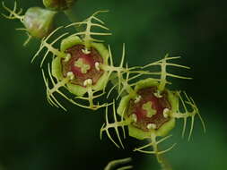 Image of fivestamen miterwort