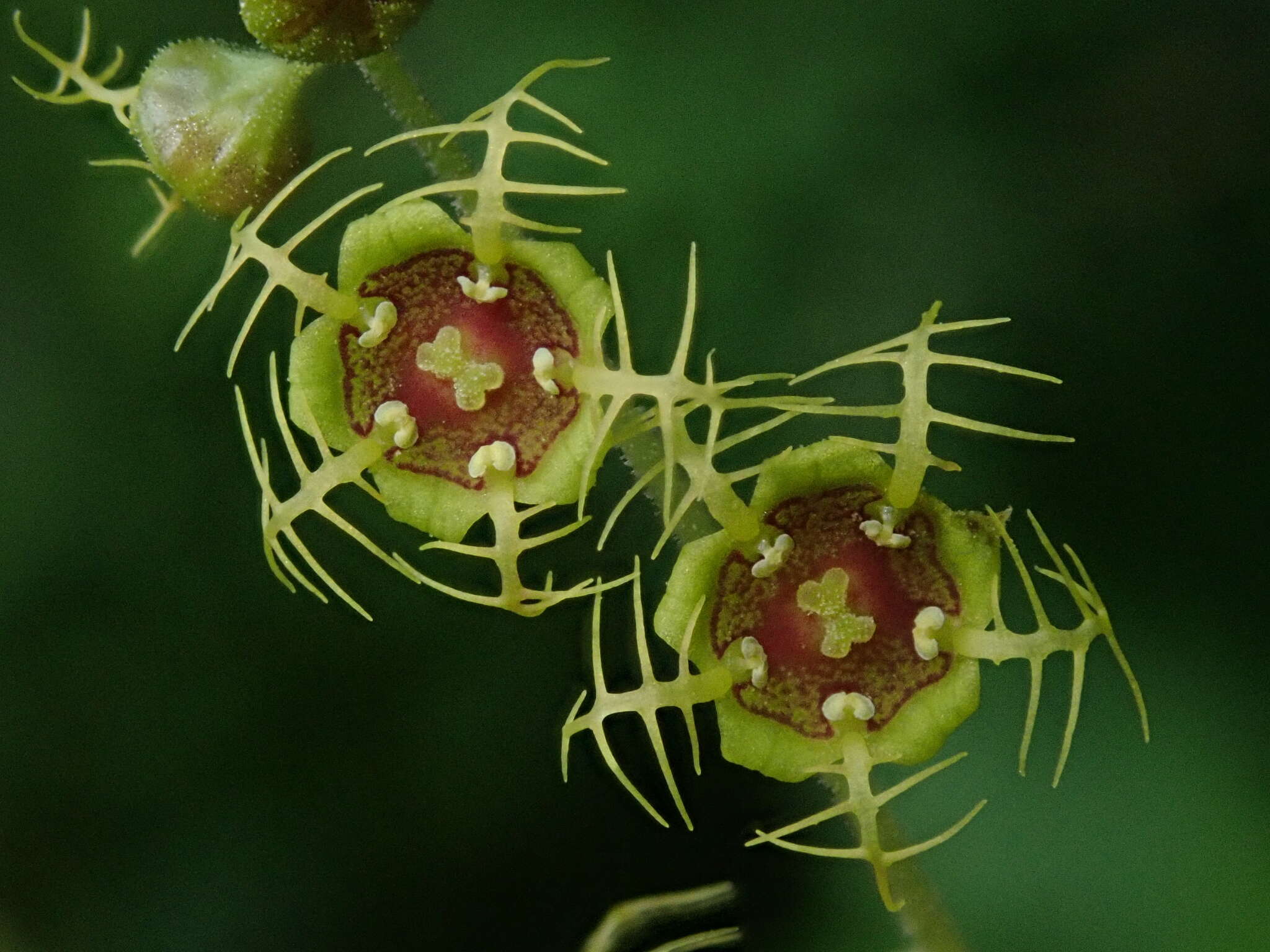 Image of fivestamen miterwort