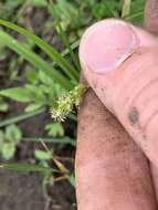 Image of Leavenworth's sedge