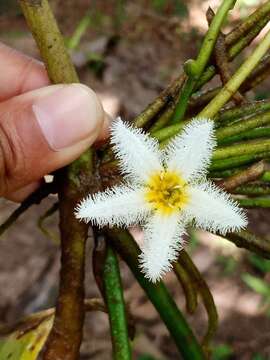 Image de Nymphoides indica subsp. indica