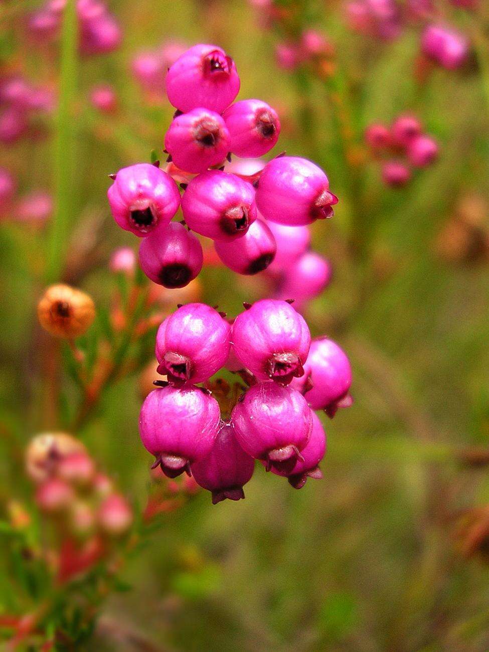 Image of Erica multumbellifera Tausch